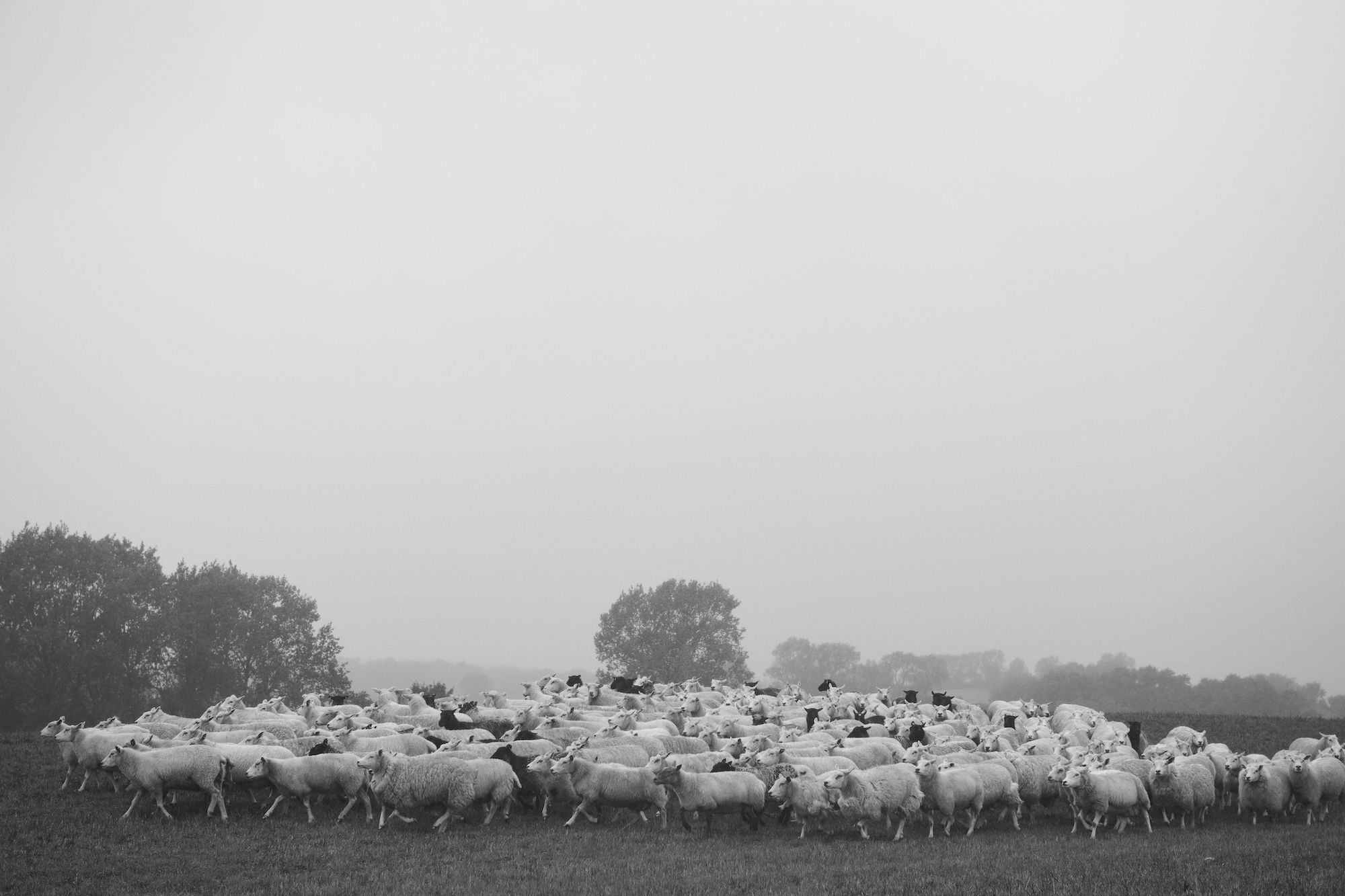 Edie tee - Grey melange